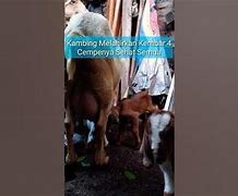 Kambing Melahirkan Kembar 2